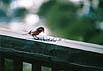 bird-1