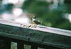 bird-2