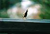 bird-3
