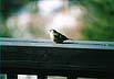 bird-4