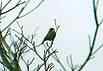 bird-7
