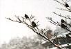 bird-20