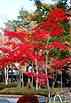 autumn-2
