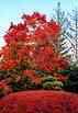 autumn-3