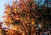 autumn-8