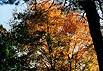 autumn-9