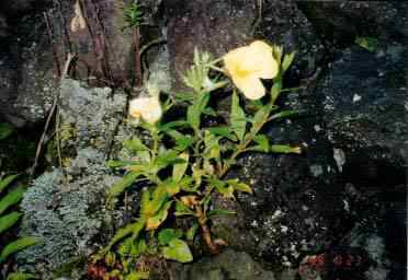 pl-m002.jpg (13947 �o�C�g)