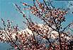 spring-1