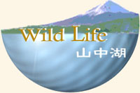 WildLife -�R����-